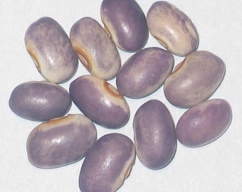 Blooming Prairie - Bush Dry Heirloom Bean