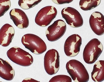 New Mexico Red Appaloosa - Pole Dry Bean