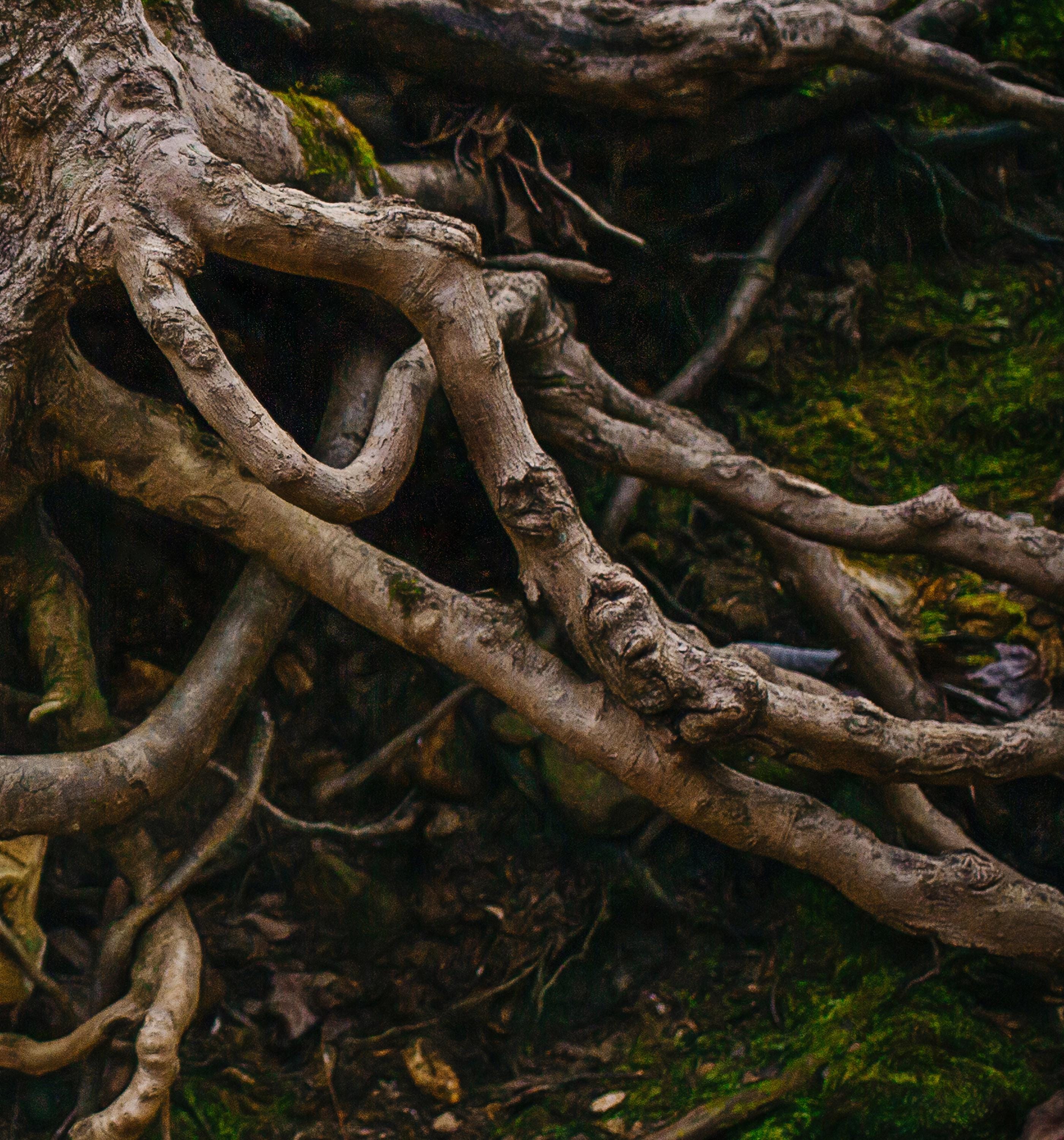 Printmaking Tree Roots Giclee Art Print of Tree Roots for Nature Lovers, Dark Cottagecore ...