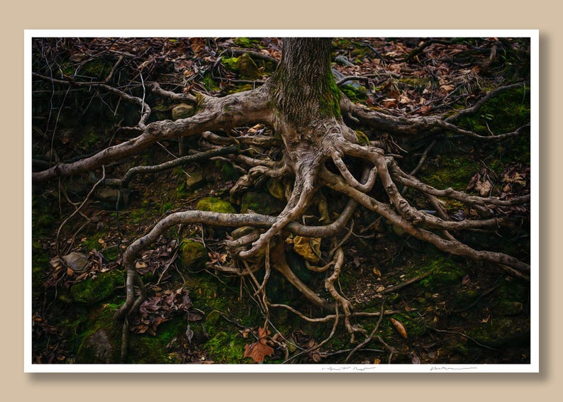 Printmaking Tree Roots Giclee Art Print of Tree Roots for Nature Lovers, Dark Cottagecore ...