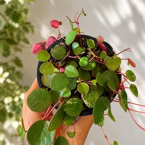 May include: A small, round-leafed plant in a black pot. The plant has vibrant green leaves with some variegated patterns, and red stems and new growth. The plant is held in a hand, with a neutral background.