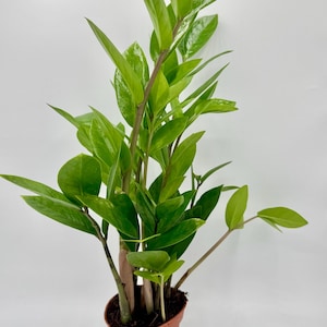 May include: A vibrant ZZ plant in a small terracotta pot. The plant features glossy, bright green leaves and dark brown stems. The plant is a popular houseplant known for its low-maintenance care.