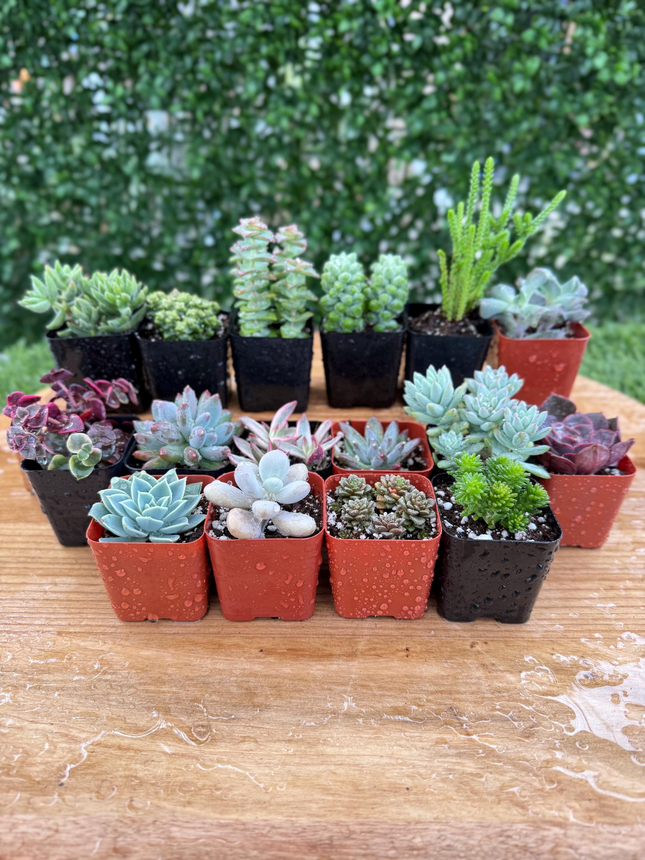Mystery 16 pack -2” Succulents ( Variety )
