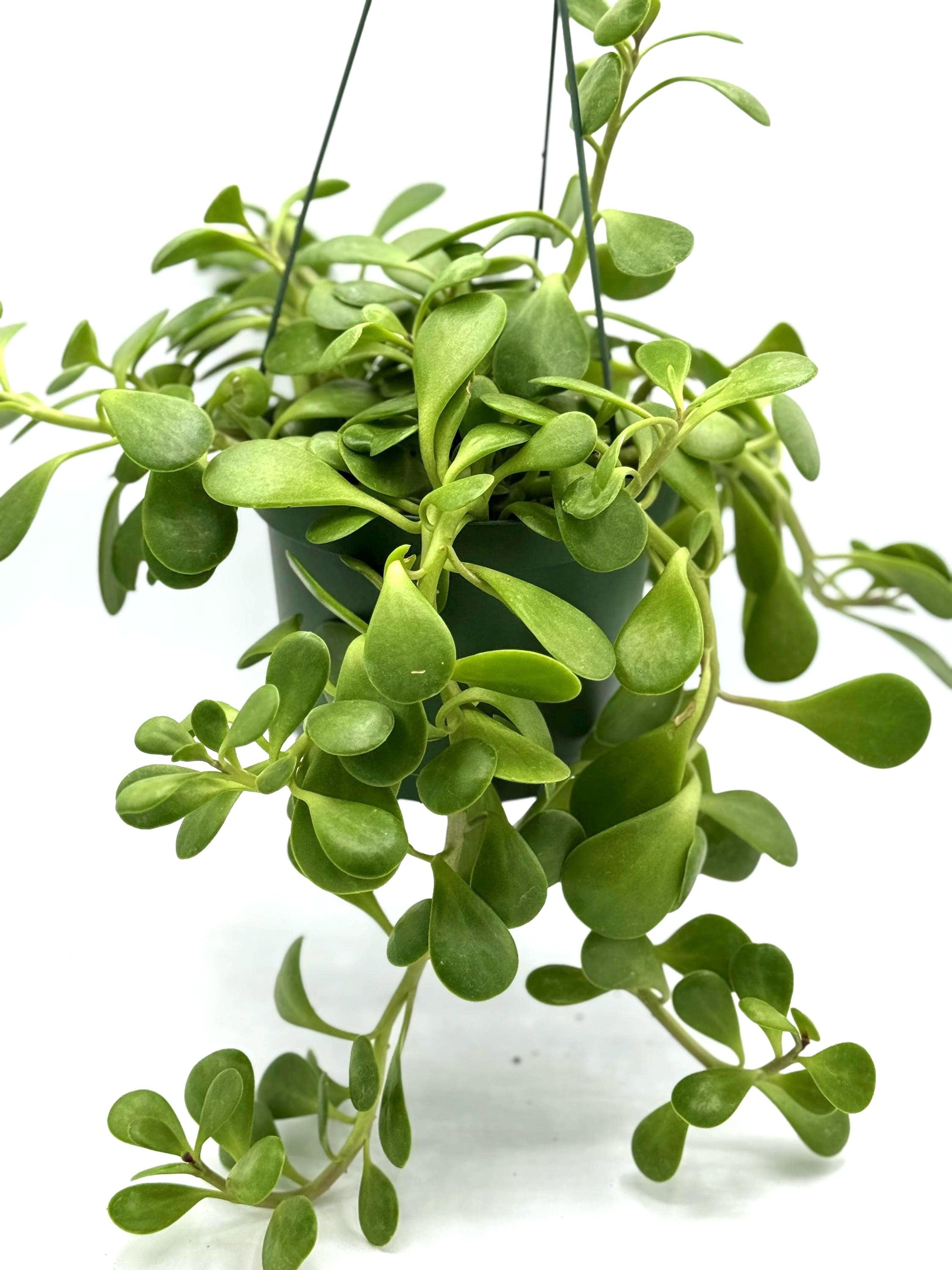 house plants online shop Potted house plant main image 0