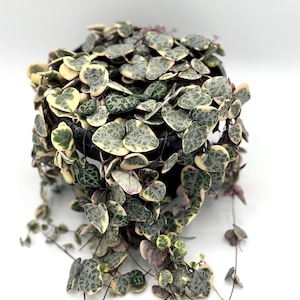 May include: A String of Hearts plant in a black pot. The trailing plant features heart-shaped leaves with variegated green, cream, and pink hues. The plant is a popular houseplant choice.