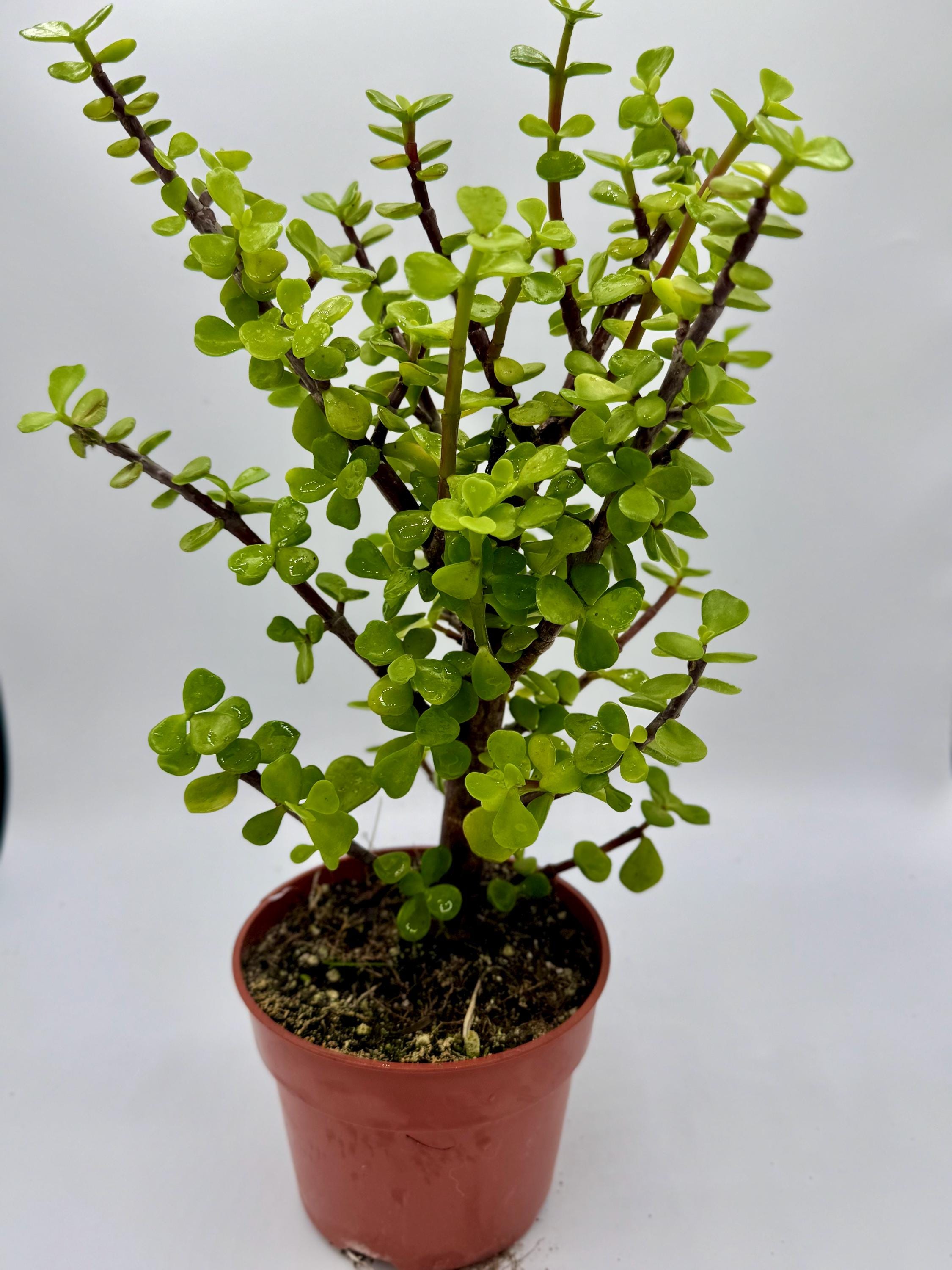miniature rose plant indoor Kordana Pink Mini Rose | Two Live Plants main image 0
