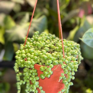 Full String of Pearls- 6 inch Potted