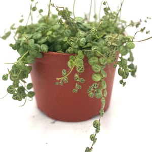 String of Turtles/Green Trailing Succulent 4"/ 6" Pot Hanging Plant/Easy Care