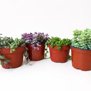 May include: Four small potted succulents in terracotta-colored pots. The plants vary in color and texture, including trailing green, purple, and round, bead-like varieties. The pots are arranged against a white background, showcasing the plants' vibrant colors.