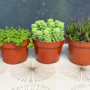 Strings Succulent Bundle – String of Pearls, Ruby Necklace + Burro’s Tail – Trailing Plants Set