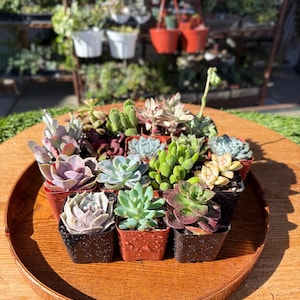 Succulents - Etsy
