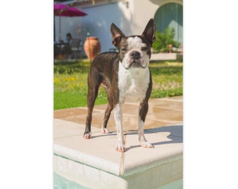 French Boston Terrier Poolside - 16x24 Vertical Fine Art Dog Print, Aix-en-Provence Canine Portrait, Limited Edition Pet Photography