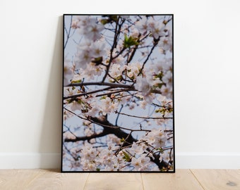 Flores de cerezo en Corea del Sur - descarga imprimible, póster, wallart, estampado de flores, póster de primavera