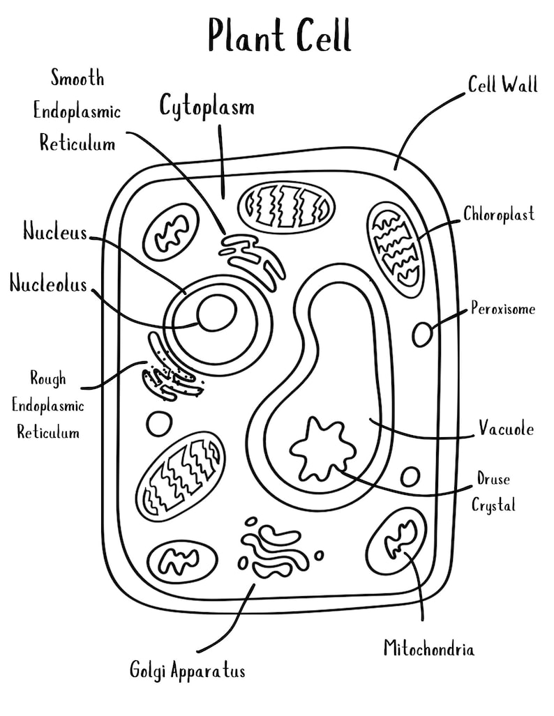 Plant Cell Printable | Biology Digital Download | Homeschool Curriculum ...