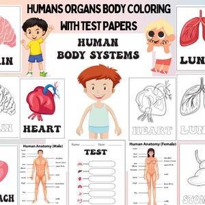 Human Coloring for kids,Homeschool activity,Kids activity,preschool worksheets,Human anatomy,human organs,anatomy coloring pages