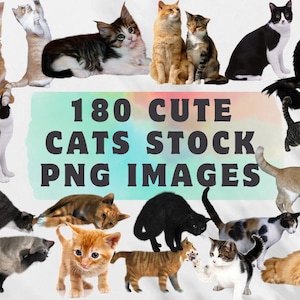 180 chats mignons png, images de races de chats, stock d'images, photos de chats, animal de compagnie, photographie d'animaux de compagnie, amateurs de chats, images de stock de chats, lot de chats png