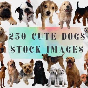 250 犬の PNG、犬の品種の画像、ストック画像バンドル、犬のストック写真、ペット、子犬、ペットの写真、犬愛好家