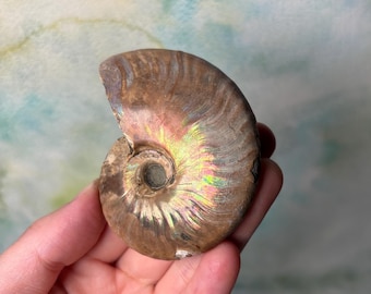 Rare Ammonite Fossil Specimen with Red Flash Natural Mineral