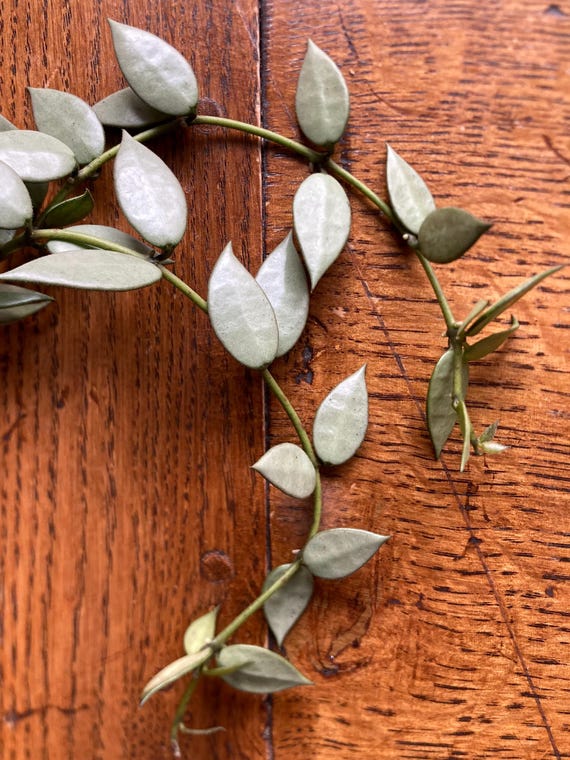 RARE Hoya Lacunosa Louisa's Silver Fresh Cutting Plant Houseplant