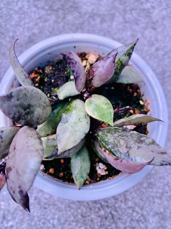 RARE Hoya Lacunosa Violet Fresh Cutting Plant Houseplant - Etsy UK