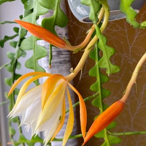 May include: A white and yellow cactus flower with orange buds hanging from a green cactus plant.