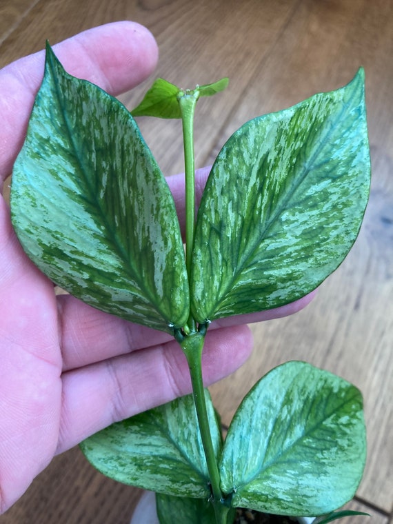 RARE Hoya Polyneura Broget Silver Fresh Cutting Plant Houseplant