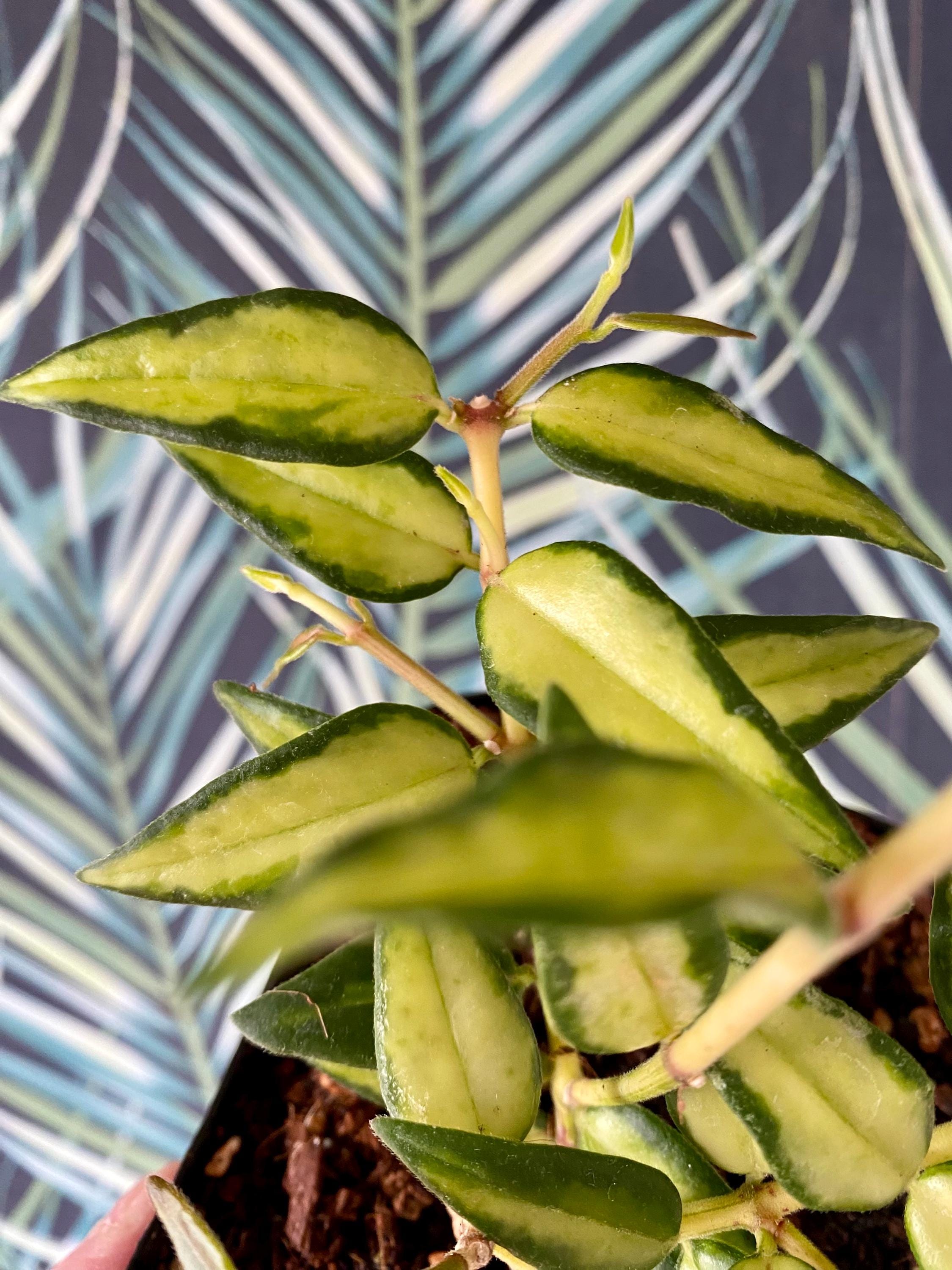 Hoya Argentea Princess - Etsy UK