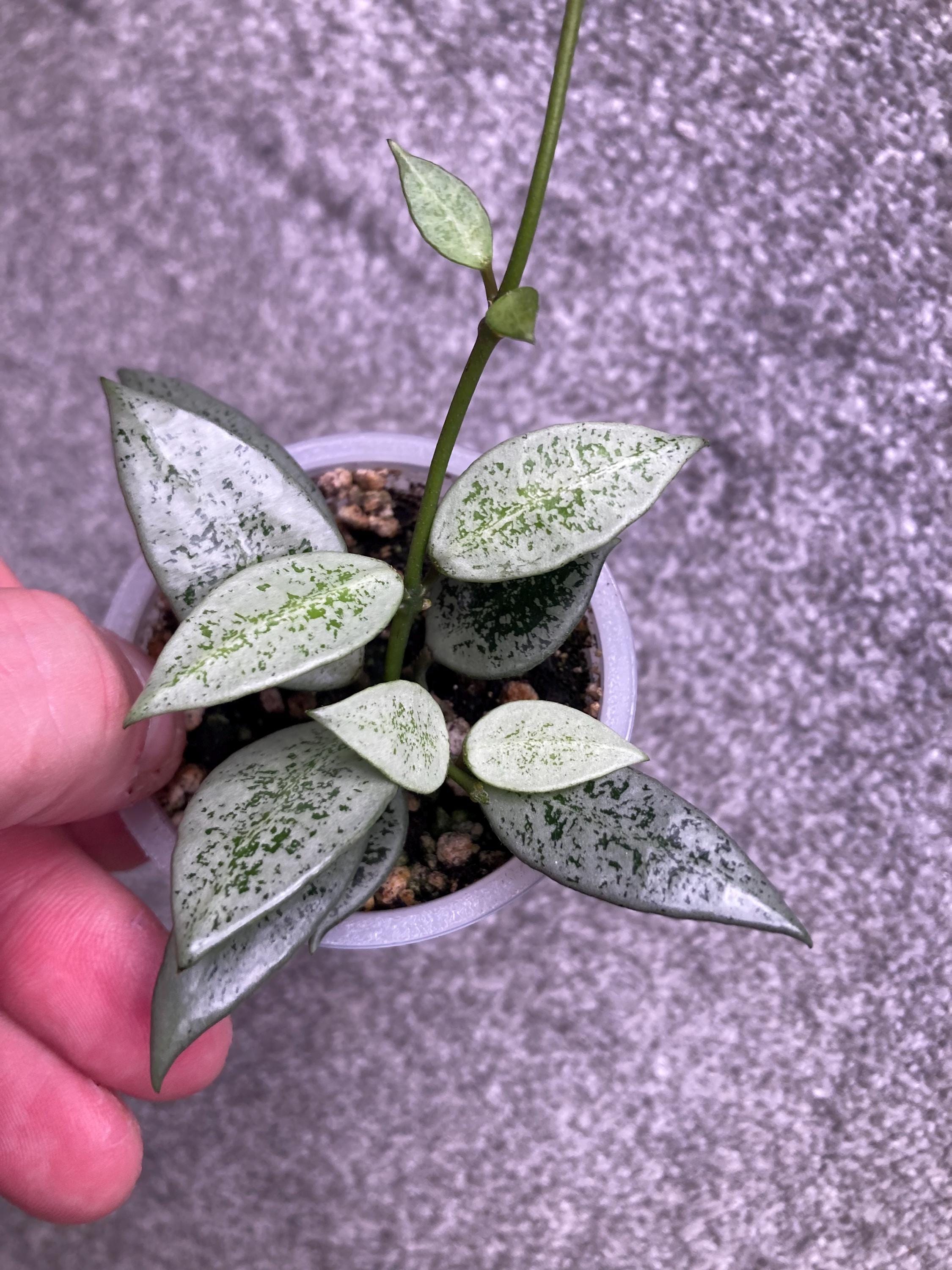 RARE Hoya Lacunosa Leopard Skin Fresh Cutting Plant Houseplant