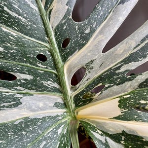 monstera planta Monstera – Planta main image 0