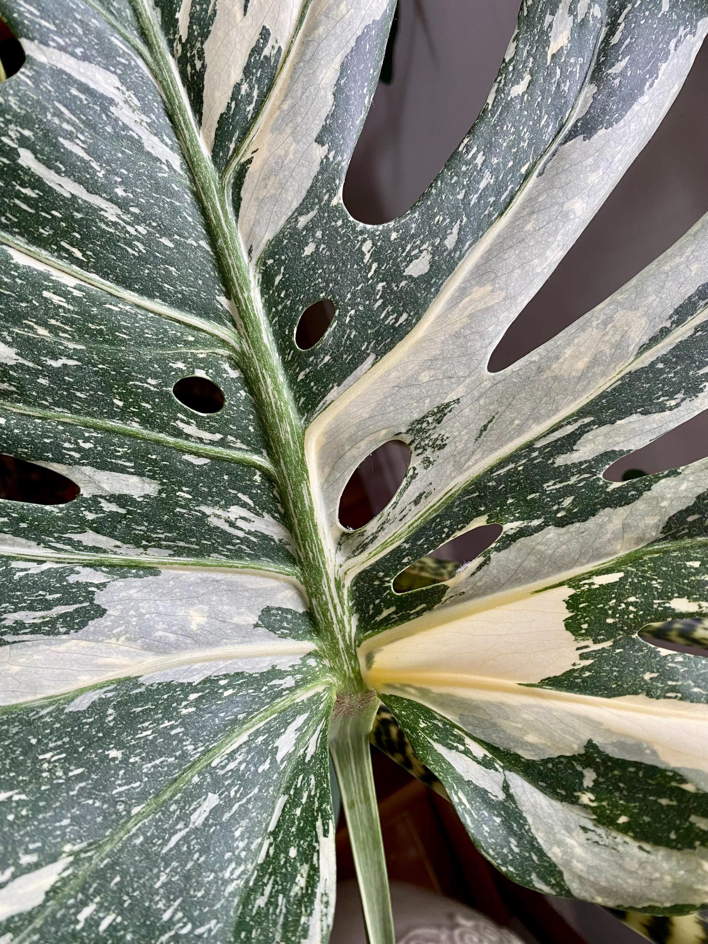 Variegated Monstera Wet Stick - Etsy UK