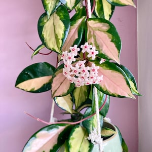 Hoya Argentea Princess - Etsy UK