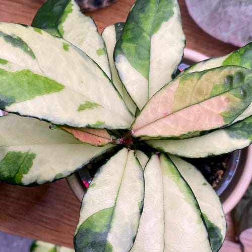 RARE Philodendron Mandaianum Fresh One Leaf Mid Cutting Plant Houseplant -  Etsy UK