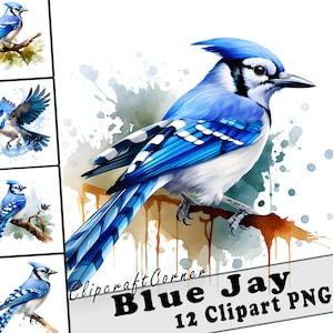 12 Blue Jay Clipart PNG art Bundle | Watercolor Bird Clipart PNG artwork |1011