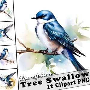 12 Tree Swallow Clipart PNG art Bundle | Watercolor Bird Clipart PNG artwork | 1045