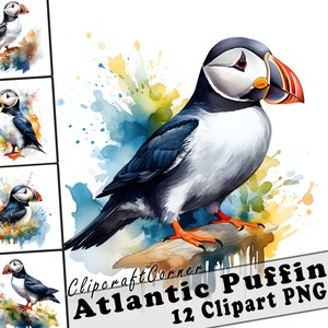 12 Macareux moine Clipart PNG art Bundle | Aquarelle Oiseau Clipart PNG oeuvre | 1018