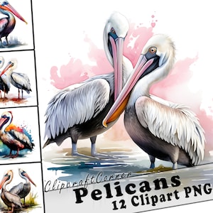 12 Pelikan Clipart PNG Bündel | Tropischer Vogel Aquarell Clipart PNG | Sommer Clipart PNG Grafik | 5017