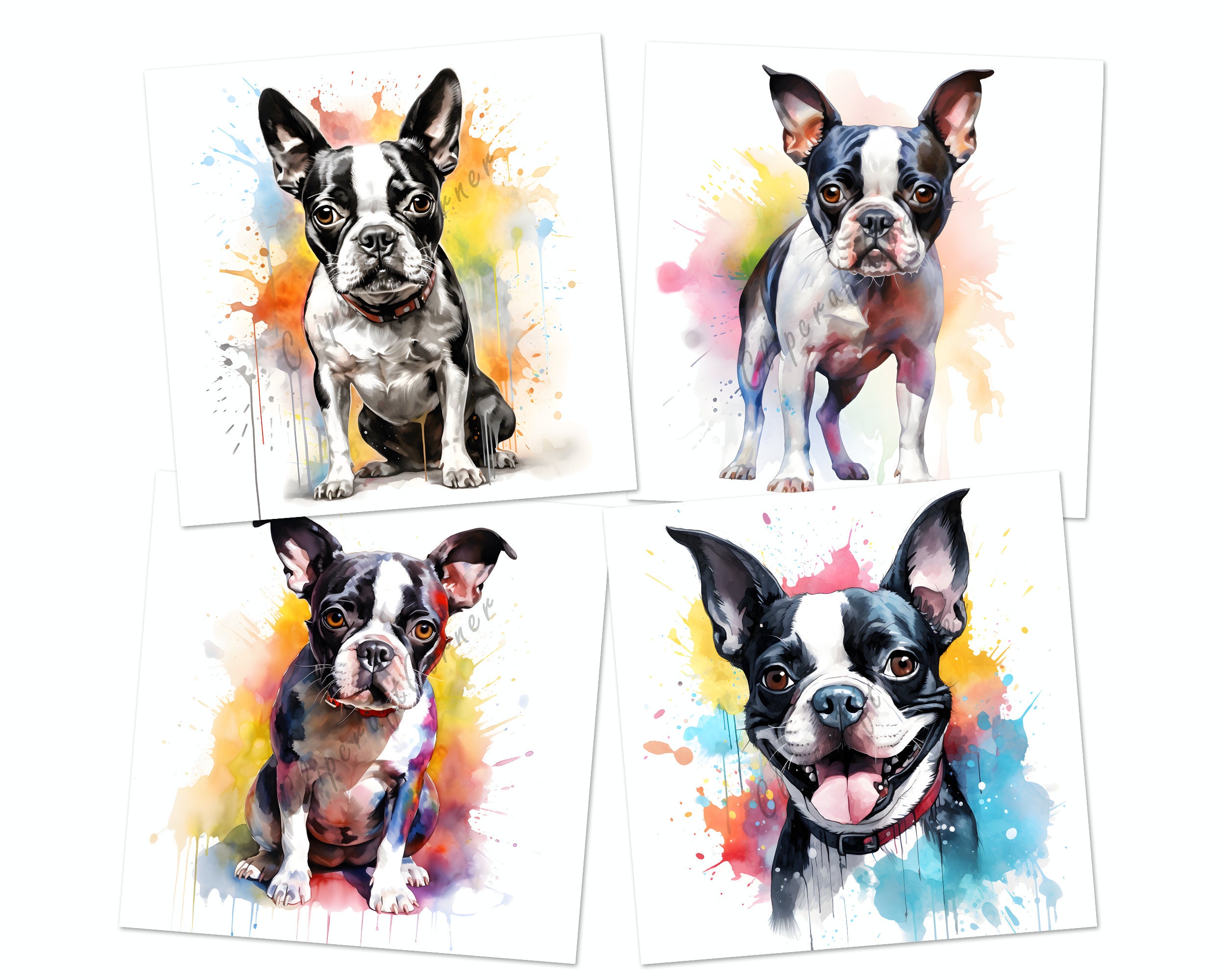 17 Boston Terrier Clipart PNG Bundle Watercolor Dog Clipart - Etsy