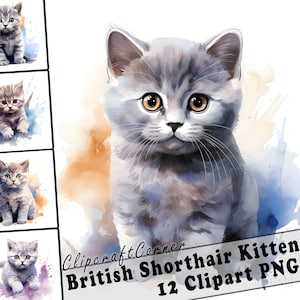 12 British Shorthair Kitten Clipart PNG Bundle | Cute Watercolor British Shorthair Cat Clipart PNG | 553