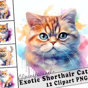 12 Exotic Shorthair Cat Clipart PNG Bundle | Cute Watercolor Cat Clipart PNG | 520