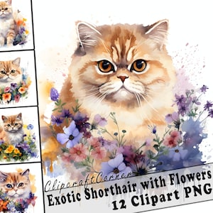 12 Exotic Shorthair Cat with Flowers Clipart PNG Bundle | Cute Watercolor Exotic Shorthair Cat Clipart PNG | 558