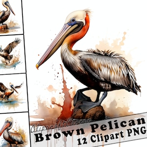 12 Brauner Pelikan Clipart PNG Kunst Bundle | Aquarell Vogel Clipart PNG Kunstwerk | 1032