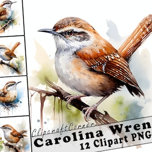 12 Carolina Wren Clipart PNG art Bundle | Akwarela Ptak Clipart PNG art | 1033