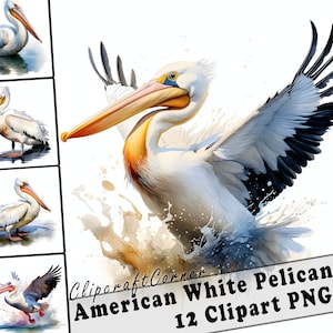 Weißer Pelikan Clipart PNG Kunst Bundle | Aquarell Vogel Clipart PNG Kunstwerk | 1046