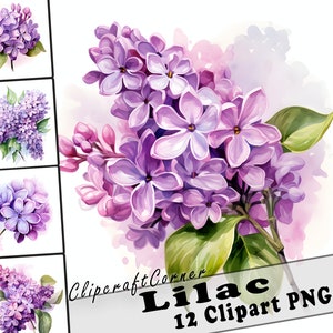 12 Lilas Clipart PNG art Bundle | Aquarelle Fleur Clipart PNG illustration | 2540