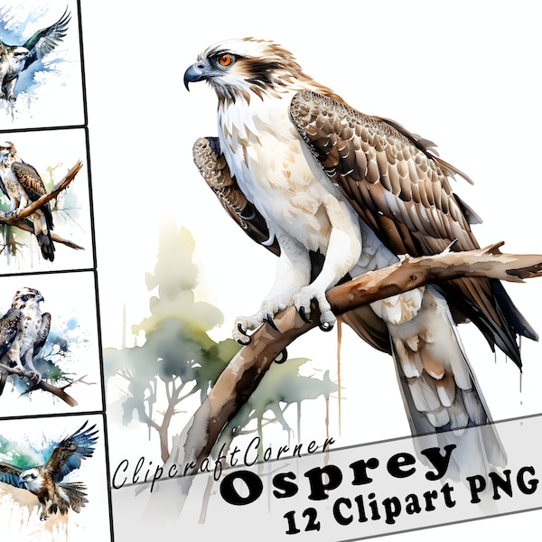 12 Osprey Clipart PNG art Bundle | Watercolor Bird Clipart PNG artwork | 1039