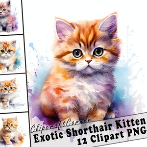 12 Exotic Shorthair Kitten Clipart PNG Bundle | Cute Watercolor Exotic Shorthair Cat Clipart PNG | 548