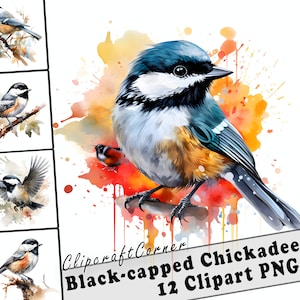 12 Mésange à tête noire Clipart PNG art Bundle | Aquarelle Oiseau Clipart PNG oeuvre | 1017