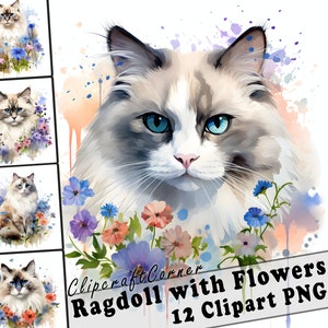 12 Ragdoll Cat with Flowers Clipart PNG Bundle | Cute Watercolor Ragdoll Cat Clipart PNG | 557