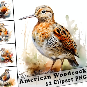 12 Pacchetto arte American Woodcock Clipart PNG / Acquerello Bird Clipart PNG artwork / 1037