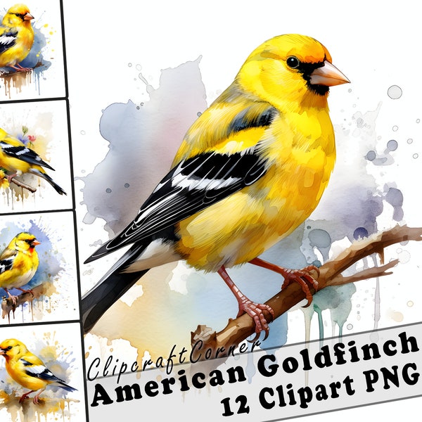 12 American Goldfinch Clipart PNG art Bundle | Watercolor Bird Clipart PNG artwork |1014